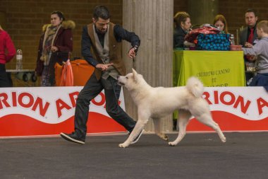 22 uluslararası köpek şovu Girona 2018, İspanya