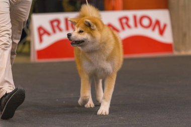 22 uluslararası köpek şovu Girona 2018, İspanya