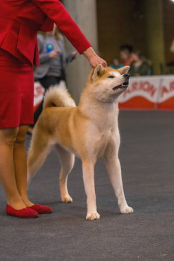 22 uluslararası köpek şovu Girona 2018, İspanya