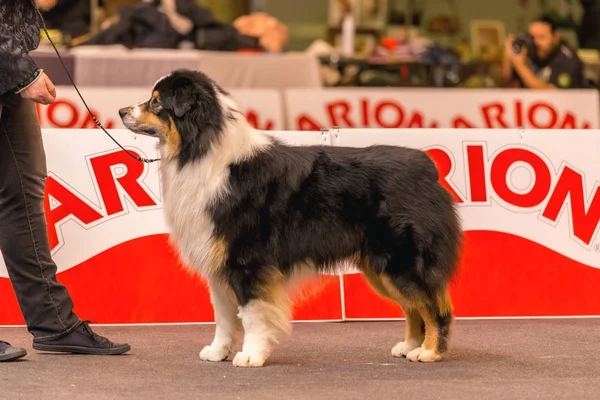 22 internationale hondenshow 2018 in Girona, Spanje — Stockfoto