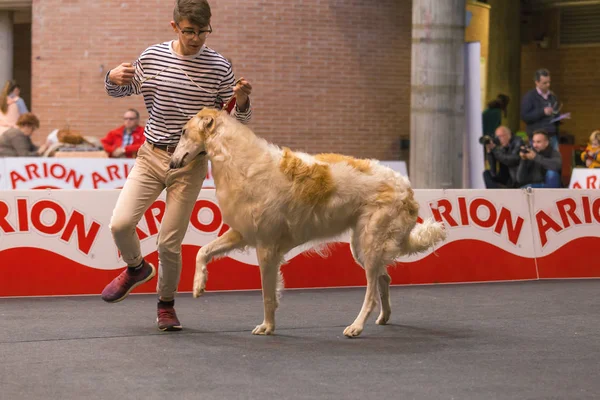 22 internationella rashundutställningen Girona 2018, Spanien — Stockfoto