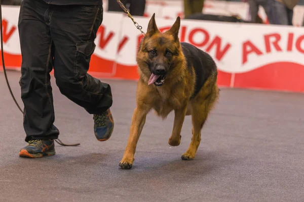 22ª Muestra Internacional de Perros GIRONA 2018, España — Foto de Stock