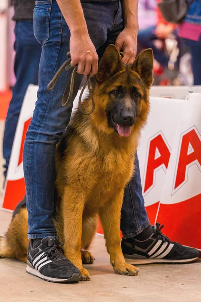 22ª Muestra Internacional de Perros GIRONA 2018, España — Foto de Stock