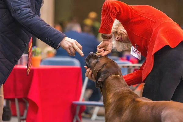 22. Internationale Hundeausstellung Girona 2018, Spanien — Stockfoto