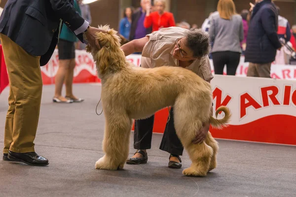 22ª Muestra Internacional de Perros GIRONA 2018, España — Foto de Stock