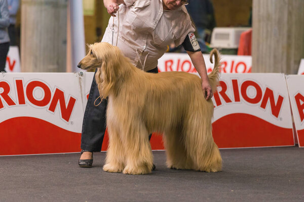 22th INTERNATIONAL DOG SHOW GIRONA 2018,Spain