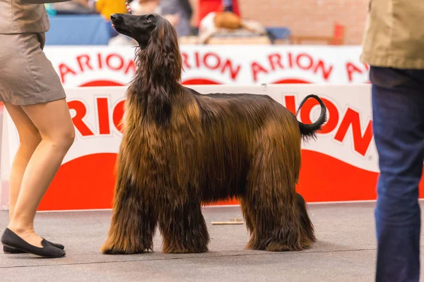 22ª Muestra Internacional de Perros GIRONA 2018, España — Foto de Stock