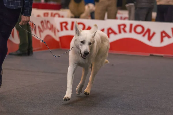 22 อินเตอร์เนชั่นแนล DOG โชว์ GIRona 2018 สเปน — ภาพถ่ายสต็อก