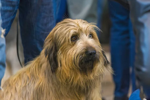 22th INTERNATIONAL DOG SHOW GIRONA 2018, Espanha, cão pastor catalão — Fotografia de Stock