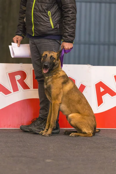 22 国際犬ショー ジローナ 2018 年スペイン、ベルギー ・ シェパード — ストック写真