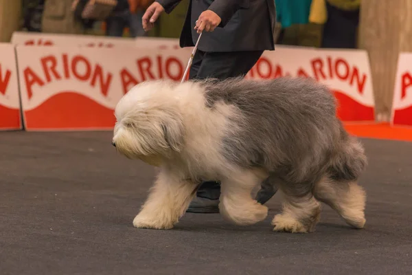 22 internationale hondenshow Girona 2018, Spanje, Bobtail — Stockfoto