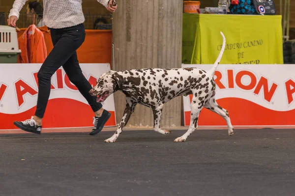 22th INTERNATIONAL DOG SHOW GIRONA 2018, Espanha — Fotografia de Stock