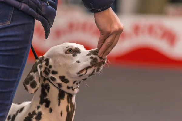22th INTERNATIONAL DOG SHOW GIRONA 2018,Spain — Stock Photo, Image