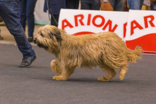 22. Internationale Hundeausstellung Girona 2018, Spanien — Stockfoto