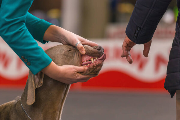 22th INTERNATIONAL DOG SHOW GIRONA 2018,Spain