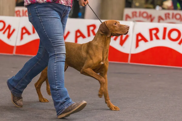 22. internationale Hundeausstellung girona 2018, spanien, vizsla — Stockfoto