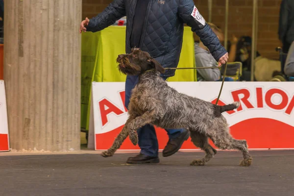 22η Διεθνής έκθεση σκύλων 2018 Χιρόνα, Ισπανία, Stichelhaar — Φωτογραφία Αρχείου