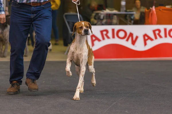 22th INTERNATIONAL DOG SHOW GIRONA 2018, Espanha, ponteiro — Fotografia de Stock