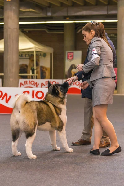 22 internationale hondenshow 2018 in Girona, Spanje — Stockfoto