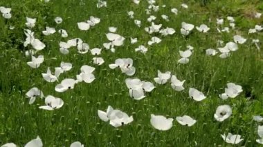 Bahar zaman tarlada beyaz haşhaş çiçekler