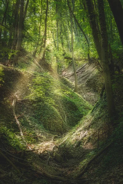 Floresta de faia na primavera — Fotografia de Stock