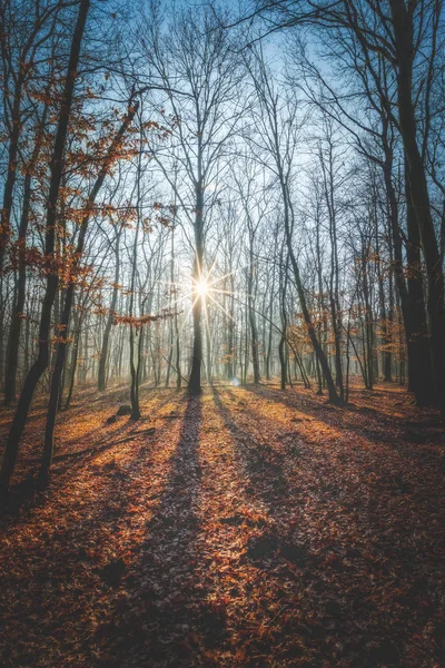 Dubový les na podzim — Stock fotografie