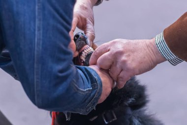 22 uluslararası köpek şovu Girona 17 Mart 2018, İspanya