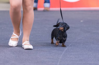 22 uluslararası köpek şovu Girona 17 Mart 2018, İspanya
