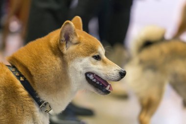 22 uluslararası köpek şovu Girona 17 Mart 2018, İspanya