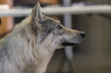 22 uluslararası köpek şovu Girona 17 Mart 2018, İspanya