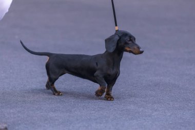 22 uluslararası köpek şovu Girona 17 Mart 2018, İspanya