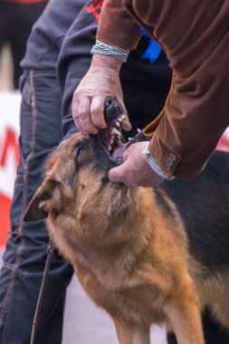 22 uluslararası köpek göstermek Girona 17 Mart 2018, İspanya, Alman çoban köpeği