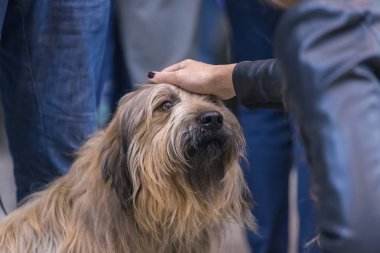 22 uluslararası köpek şovu Girona 17 Mart 2018, İspanya