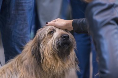 22th INTERNATIONAL DOG SHOW GIRONA March 17, 2018,Spain clipart