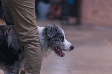22 uluslararası köpek şovu Girona 17 Mart 2018, İspanya, mavi Merle kenar kömür ocağı