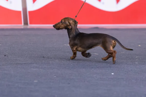 22th INTERNATIONAL DOG SHOW GIRONA March 17, 2018,Spain — Stock Photo, Image