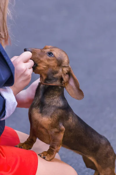 22e GIRONA INTERNATIONAL DOG SHOW 17 mars 2018, Espagne — Photo