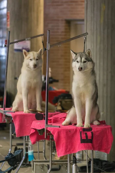 22th INTERNATIONAL DOG SHOW GIRONA March 17, 2018,Spain, Siberian Husky — Stock Photo, Image