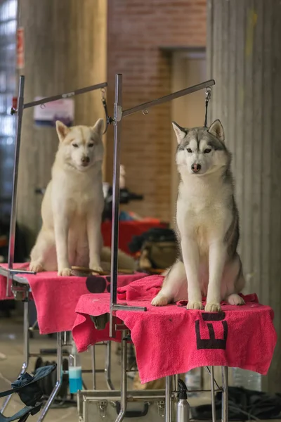 22 อินเตอร์เนชั่นแนล DOG SHOW GIRona 17 มีนาคม 2018 สเปน, ไซบีเรีย Husky — ภาพถ่ายสต็อก