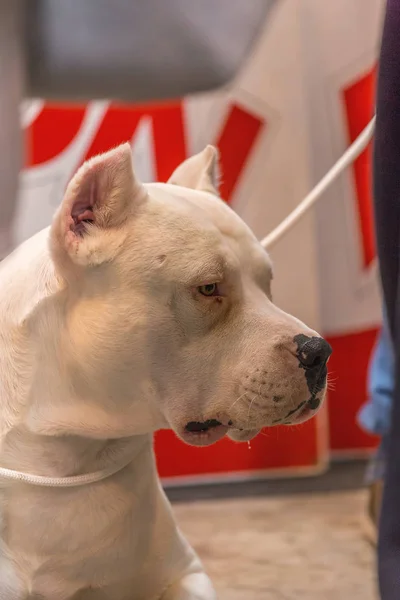 22th INTERNATIONAL DOG SHOW GIRONA Março 17, 2018, Espanha, Dogo Argentino — Fotografia de Stock