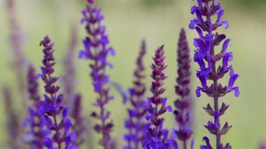 Çayır adaçayı (Salvia pratensis) bahar