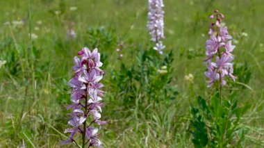 Güzel dittany çiçekler Bahar (Dictamnus albus)