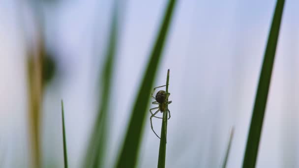 Kleine Spin Het Gras — Stockvideo