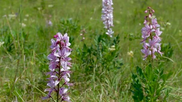 Bellissimi Fiori Dittatura Primavera Dictamnus Albus — Video Stock