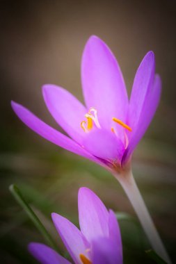 (Colchicum autumnale sonbaharda güzel nemli çiçek)
