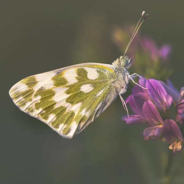 Marmurowy biały motyl (Melanargia galathea) na kwiat — Zdjęcie stockowe