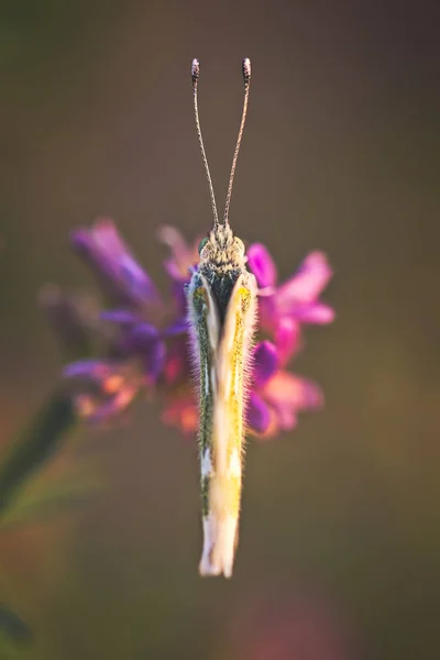 Pillangó a virág márványozott fehér (Melanargia galathea) — Stock Fotó