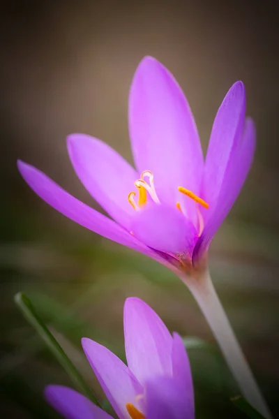 Nice dewy flower in the autumn (Colchicum autumnale) — Stock Photo, Image
