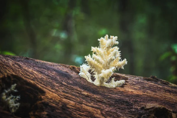 Delicioso hongo blanco comestible Coral Hericium — Foto de Stock