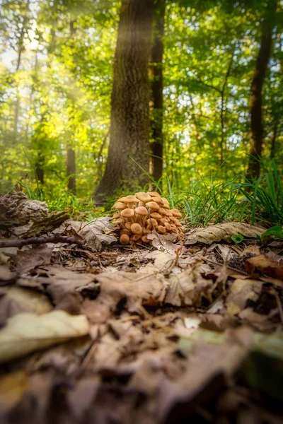 மோதிரமற்ற தேன் கொடி (Armillaria tabescens) ) — ஸ்டாக் புகைப்படம்